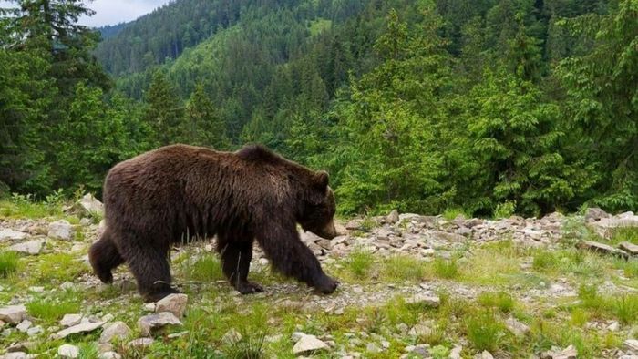 Біля кордону в Карпатах появилися ведмеді