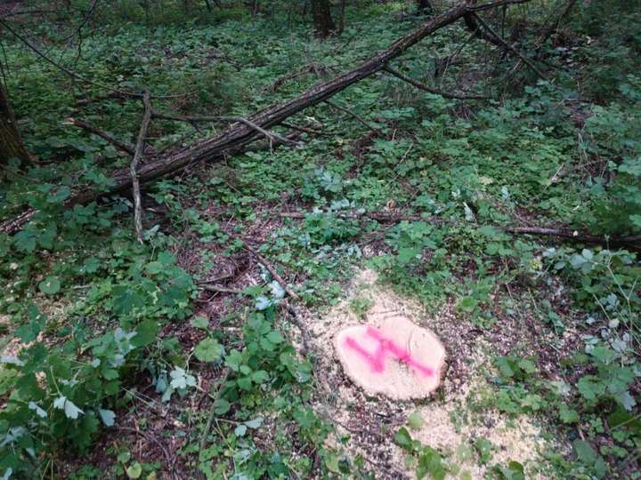 Лісника впіймали на незаконній рубці дерев у Тростянецькій громаді
