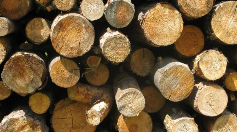 Українцям планують безкоштовно постачати дрова: хто може розраховувати на допомогу