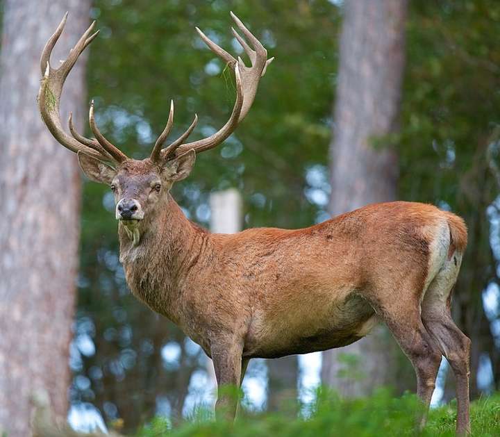 Ферма з розведення оленів та бізонів зʼявиться  біля Вінниці