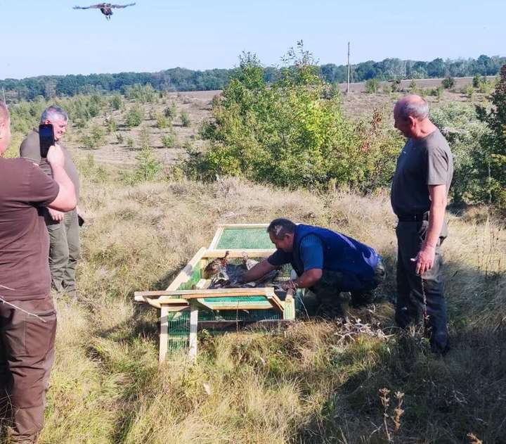 Понад дві сотні фазанів випустили у дику природу на Вінниччині