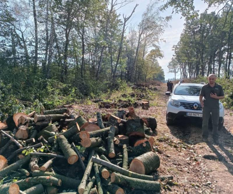 Чорні лісоруби на Вінниччині знищили майже триста дерев