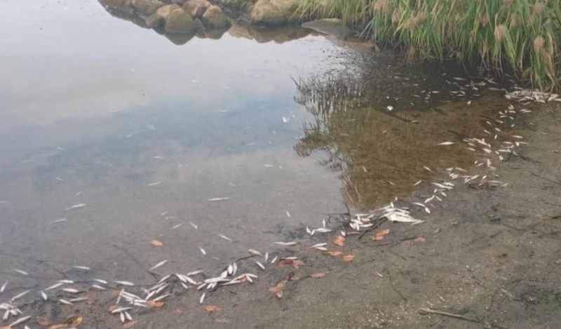 Знову мор риби виявили у Ладижинському водосховищі