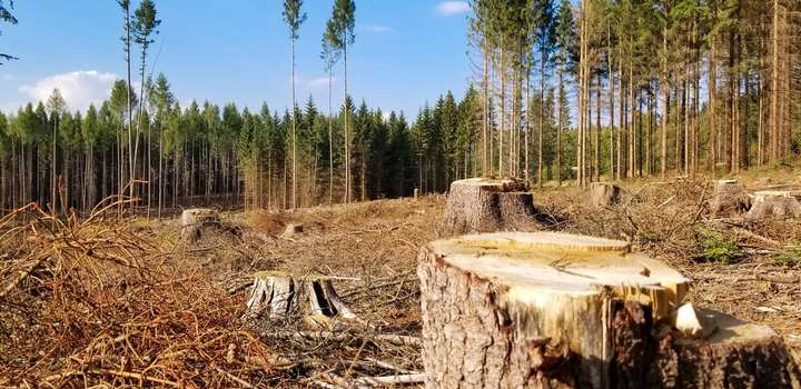 ВР посилила відповідальність за незаконну вирубку дерев