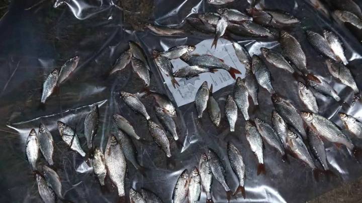 На Вінниччині браконьєр наловив риби на 200 тис. грн.