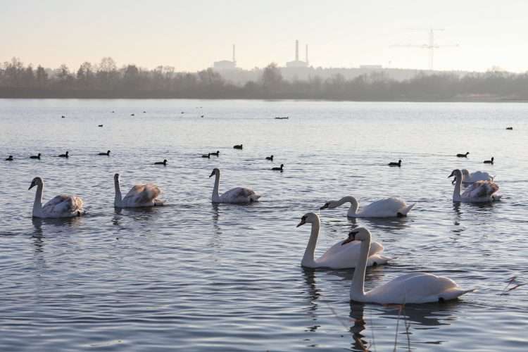 Водойми на Хмельниччині знову стали зимовим прихистком для лебедів-шипунів