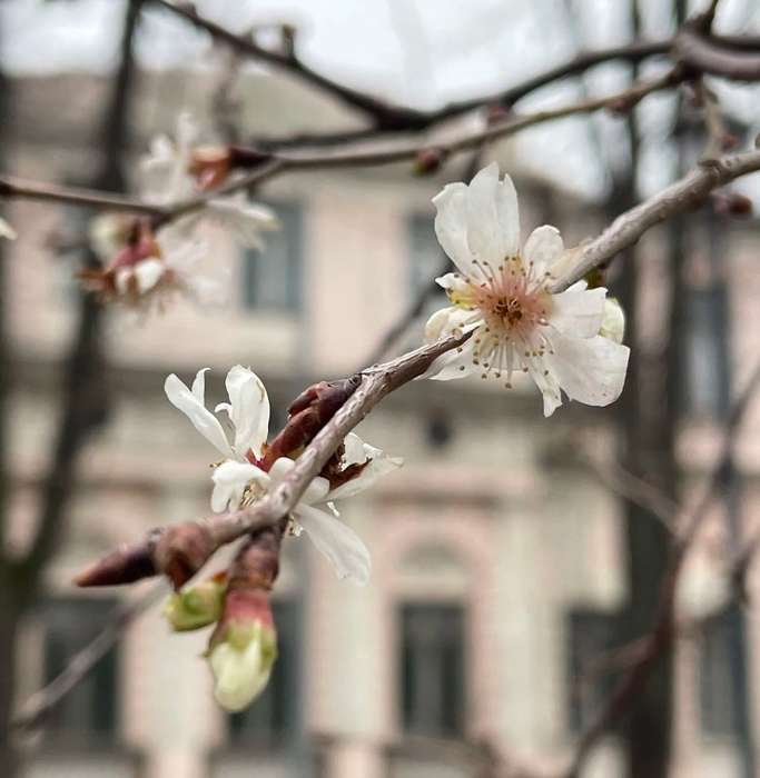 Відразу в декількох районах Києва в січні зацвіли сакури