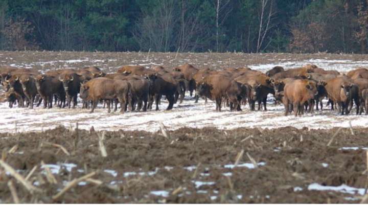 Двох самців зубрів планують переселити на Полісся