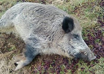 Виявлені нові вогнища АЧС у Вінницькій області