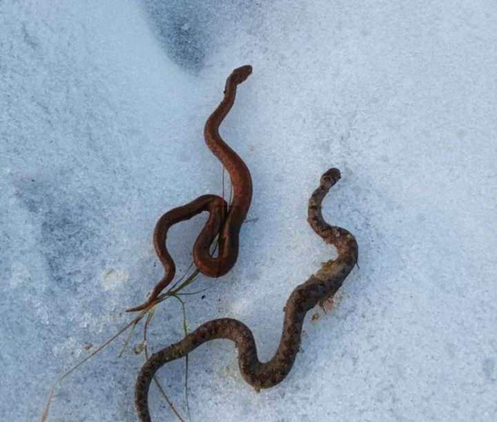 Посеред зими в Україні прокинулись змії та ведмеді