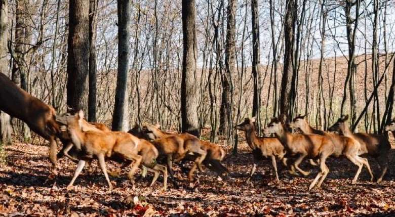 У лісах Вінниччини відновлюються популяції оленів
