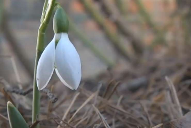 Січень-2025 став найтеплішим за всю історію спостережень