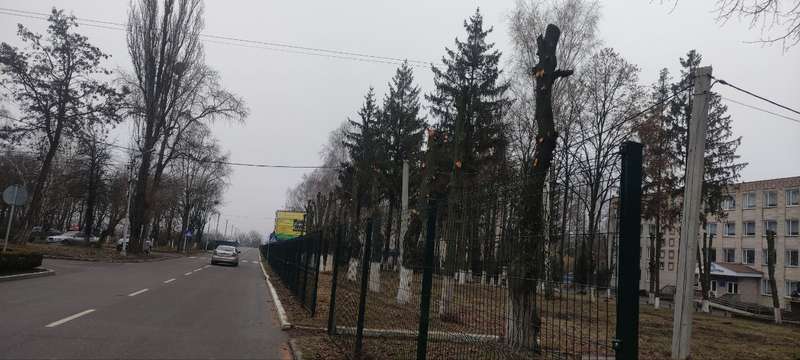 «Безголові» – саме такий вигляд мають дерева, нещадно «кроновані» — обшморгані невідомими обрізальниками на території Ладижинського аграрного коледжу