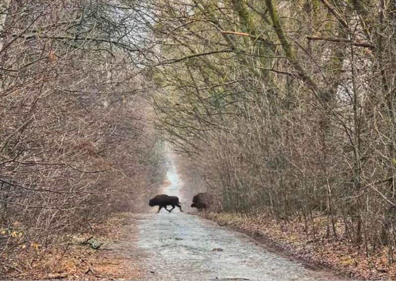 У найбільшому стаді зубрів на Вінниччині зʼявилось аж 13 діток