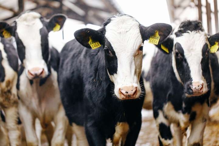 На Вінниччині впали темпи сільгоспвиробництва