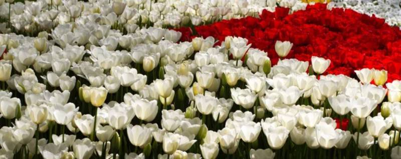 “Тюльпановий заробок” на Хмельниччині зіпсував свято весни