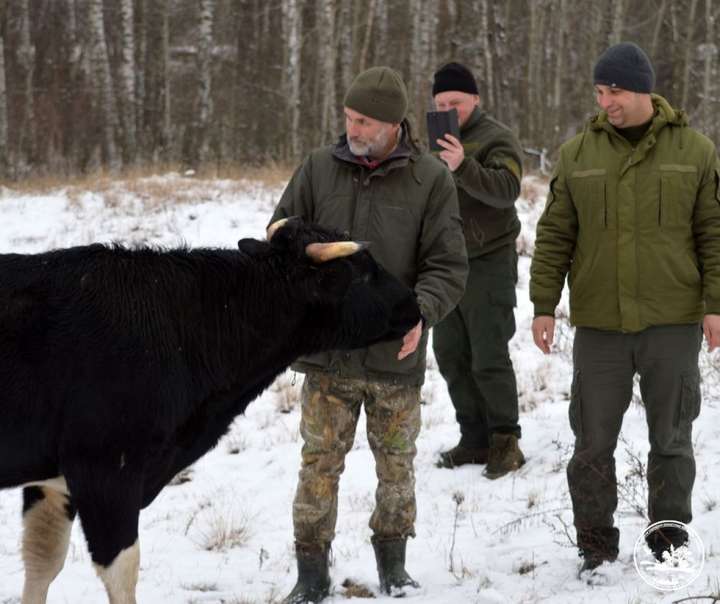 Здичавілі корови Чорнобильської зони успішно пережили зиму