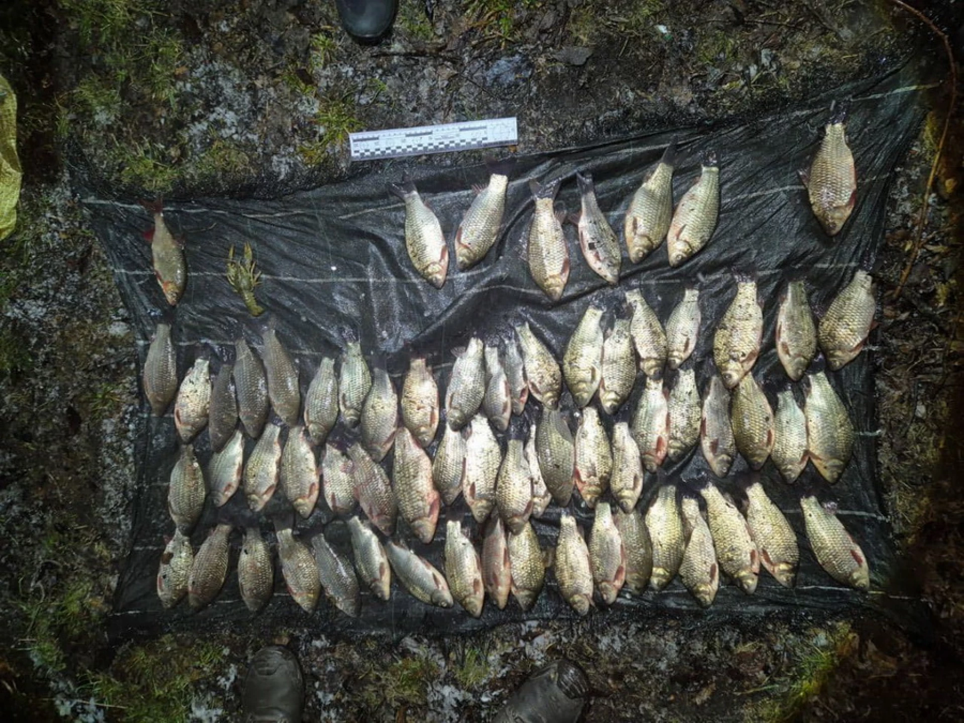 На Вінниччині браконьєри незаконно виловили риби на 107 тисяч грн