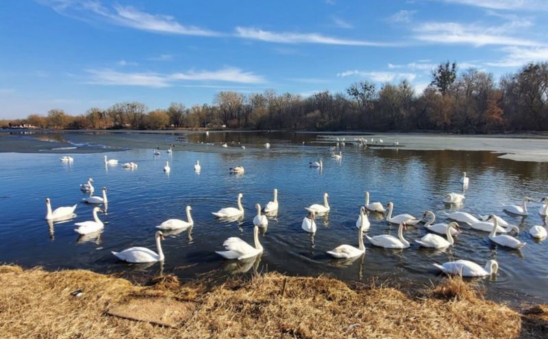 Ще одна лебедина зграя у ставку Брацлава