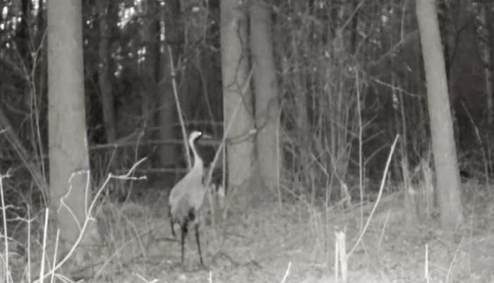У фотопастку потрапив червонокнижний сірий журавель