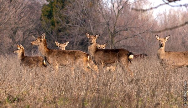 На Вінниччині розводять оленів і бізонів у промислових цілях