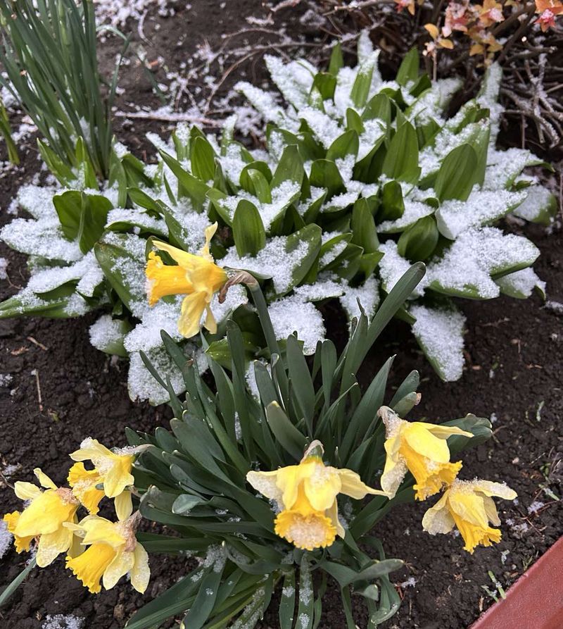 Сьогодні свої іменини святкують: Марфа, Нифонт, Родіон, Сусанна