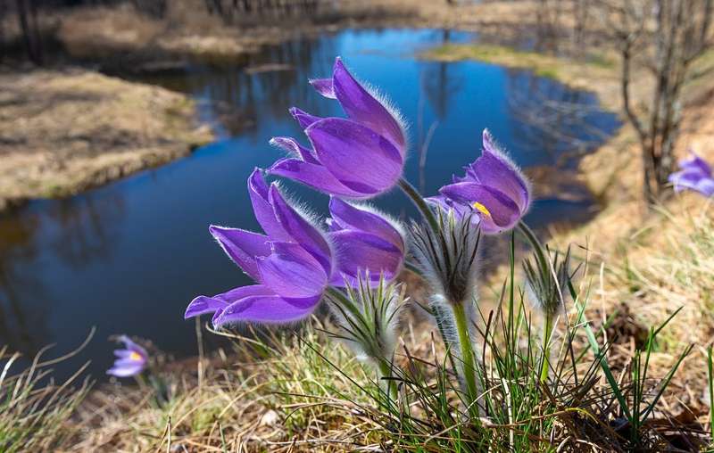 Червонокнижні рослини на Вінниччині знайшли екологи
