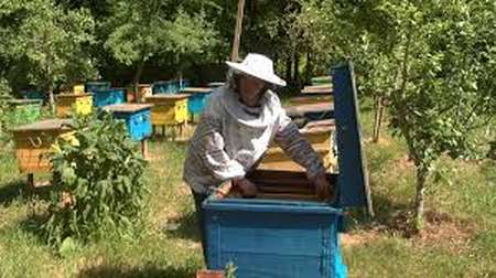 Пасічникам Жмеринської громади радять обмежити політ бджіл з 30 квітня по 1 травня