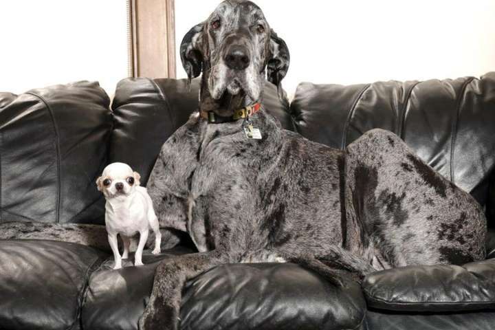Знайомтесь: найбільший та найменший собаки у світі