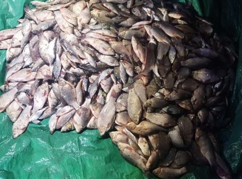 На Вінниччині браконьєри електровудками виловили 65 кг риби