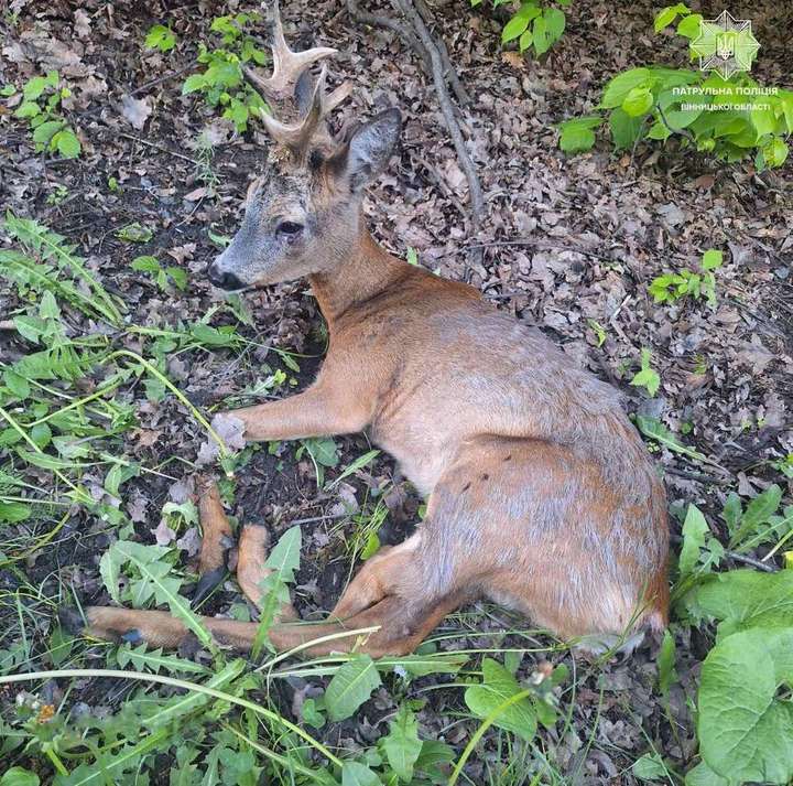 Як поранену козулю рятували на Вінниччині