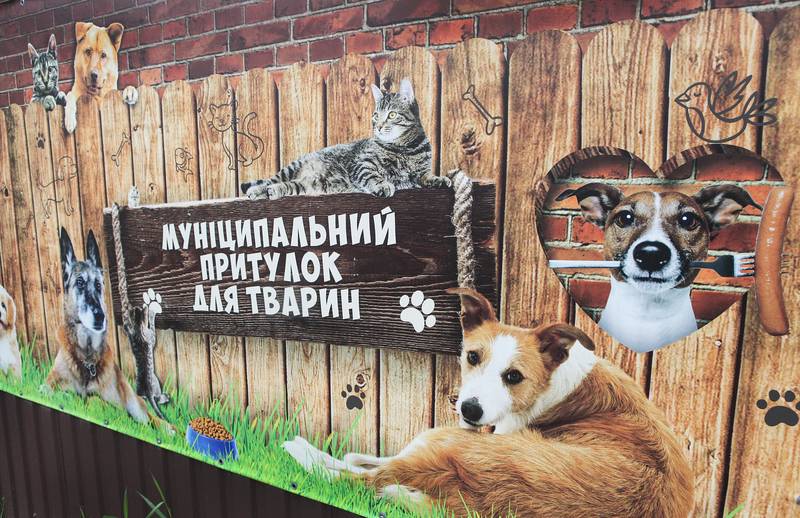 Породистих собак довелося забрати до притулку для тварин у Вінниці. Власник на фронті