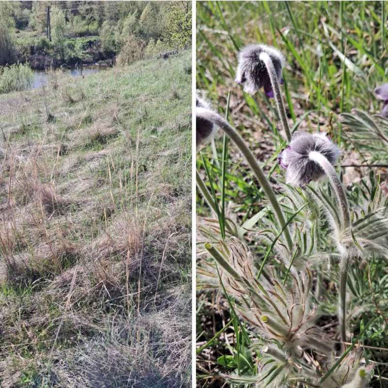 На Вінниччині виявили схили з сон-травою та ковилою