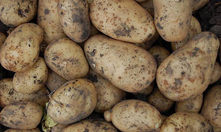 У Білорусі та РФ дефіцит картоплі