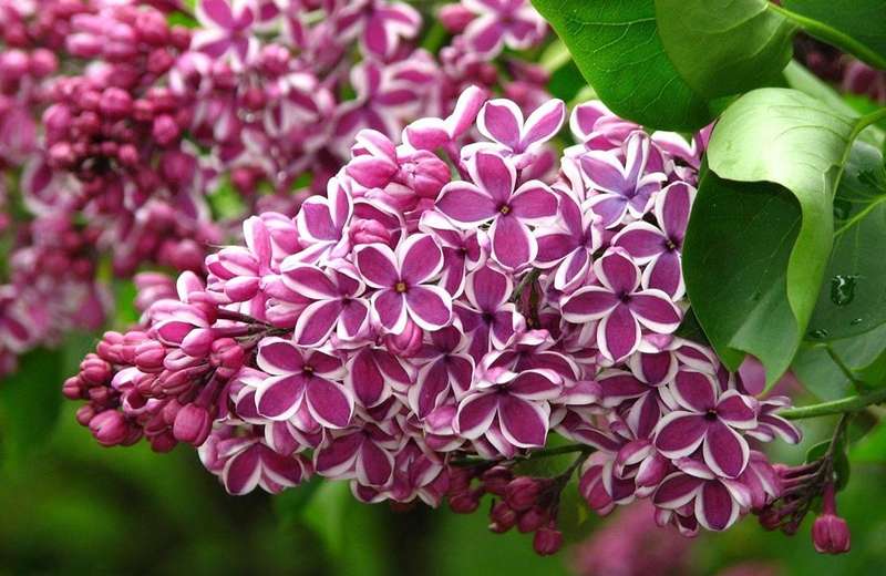 Бузок: Секрети популярної весняної квітки