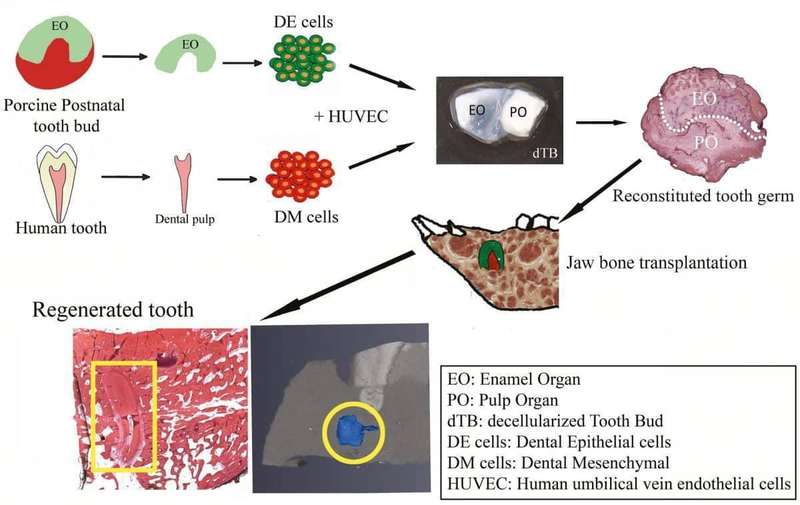 Вчені навчилися вирощувати людські зуби у щелепах свиней
