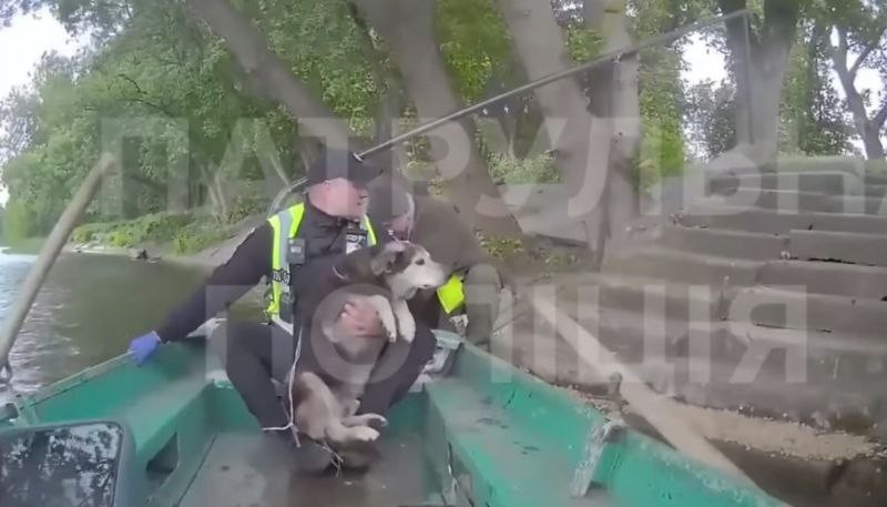 Врятували собаку, яка застрягла на острові посеред Південного Бугу