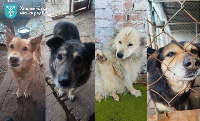 Понад 160 тварин чекають на дім