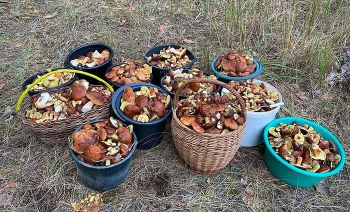 За збір грибів в Україні можна заплатити штраф