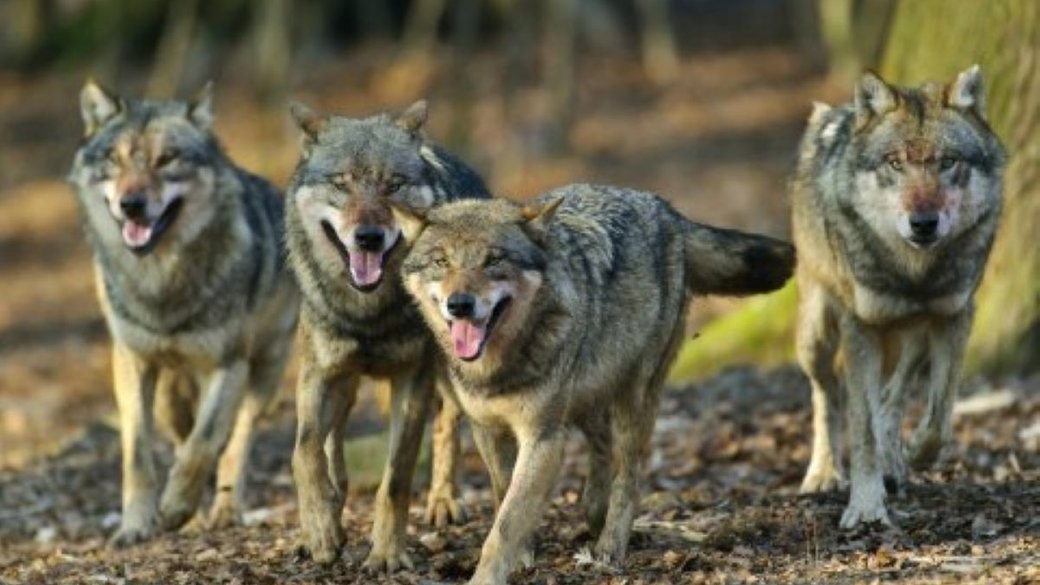 Вовки перестали боятися людей