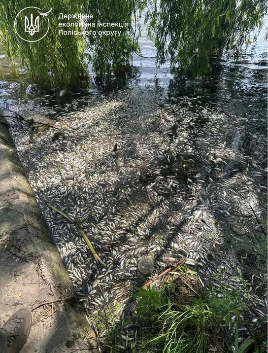 У річці Случ на Житомирщині загинуло 28 тонн риби