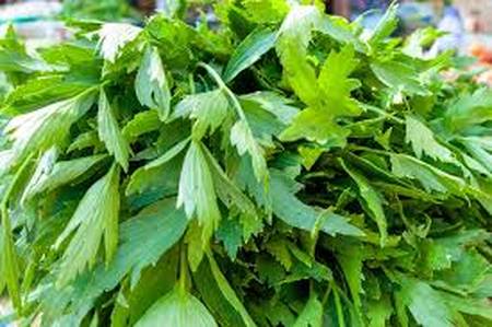 Неперевершений любисток – трава здоров’я і довголіття