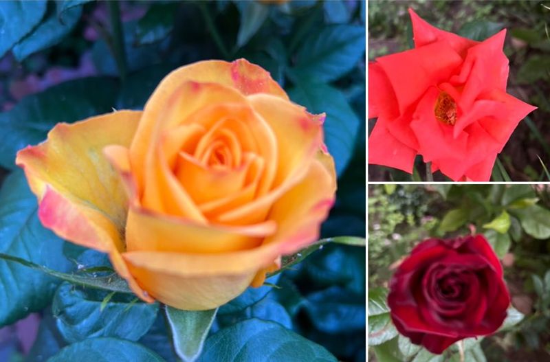 Цвітуть троянди в літній час, хоч гілочки й колючі