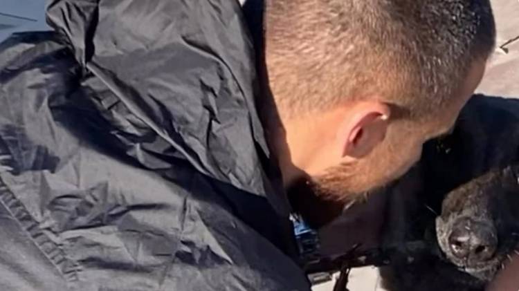 Прикордонник, якого звільнили з полону, возз’єднався зі своєю собакою