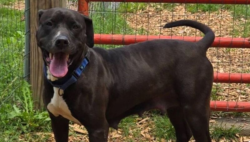 Собака із притулку попередив чоловіка про напад епілепсії