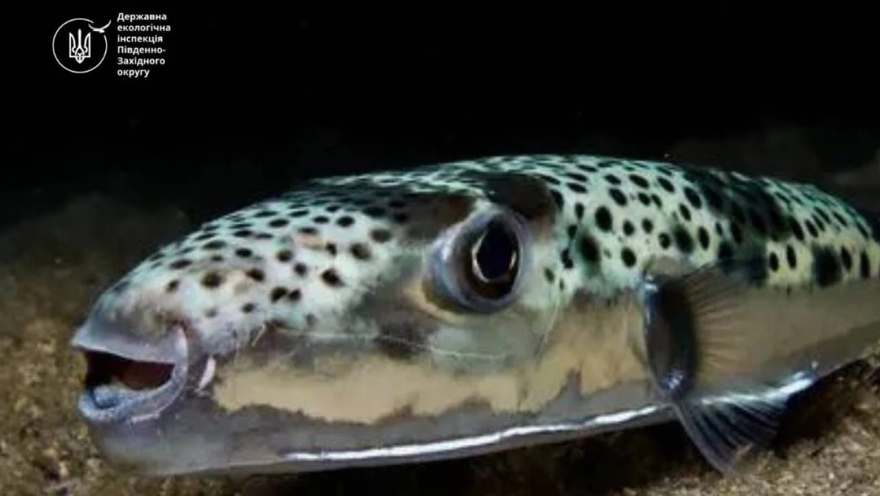 Чорному морі зафіксували смертельно отруйну рибу