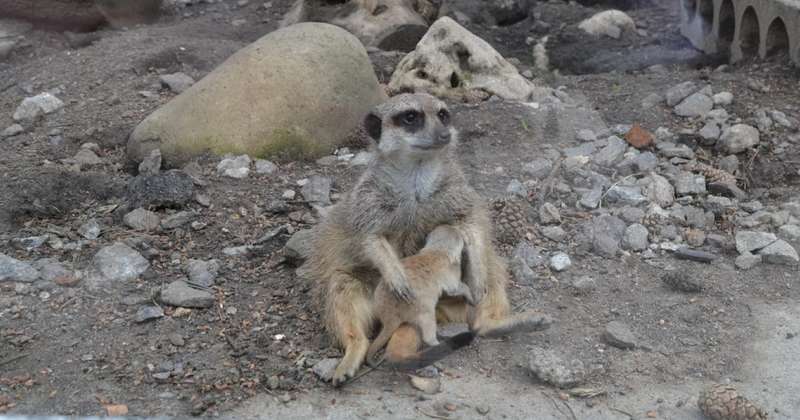 В родині сурикатів вінницького зоопарку поповнення