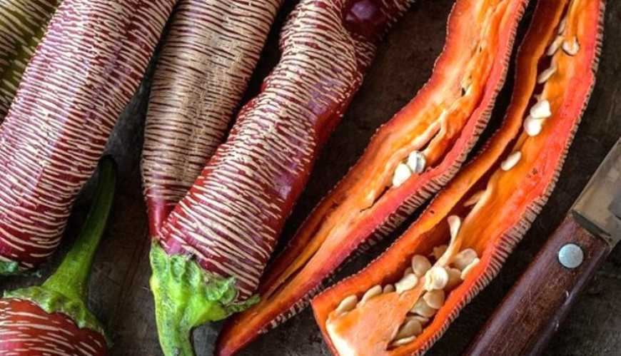 Унікальний сорт «вишитого» перцю вирощує фермерка на Вінниччині