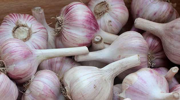 Озимий часник варто зібрати в перший тиждень липня