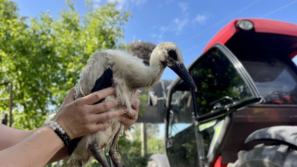 На Вінниччині врятували лелеченя, що випало з гнізда